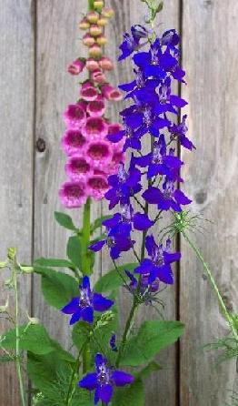 Larkspur Flower